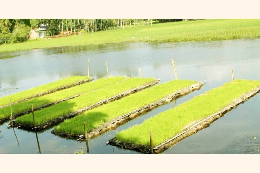Peasants upset as wintry weather extensively damaging seedbeds