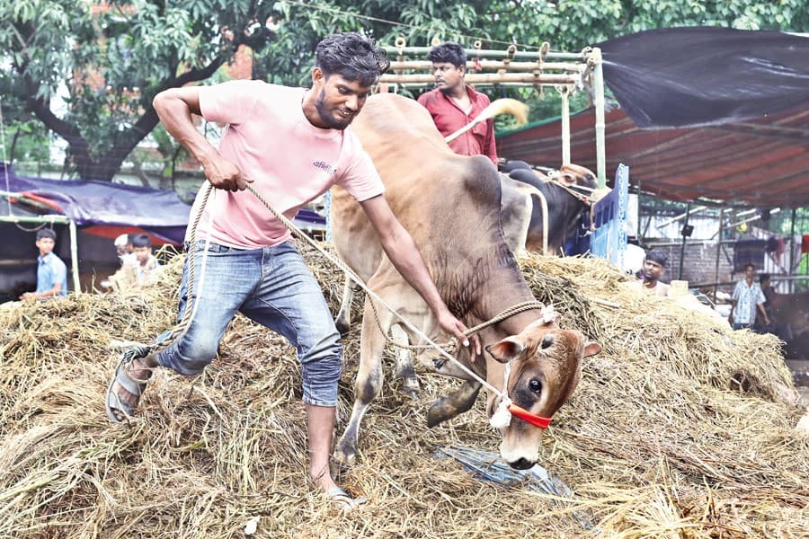 Cattle slaughter up 2.5pc this Eid