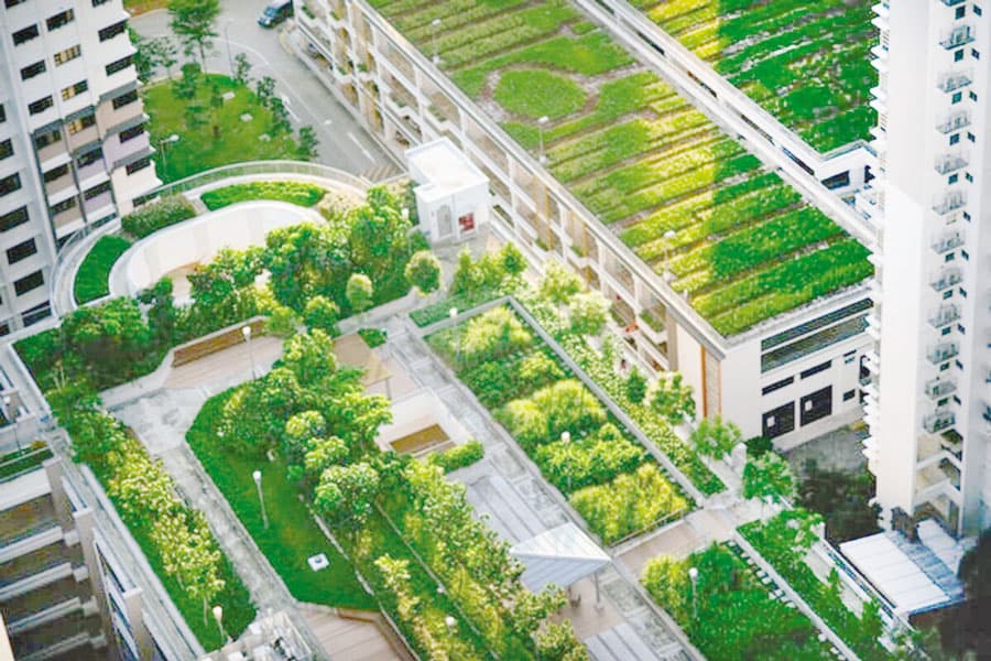From concrete to canopy: turning rooftops into lifelines