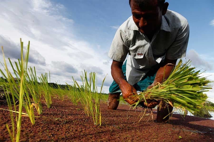 Stimulus package: Agro gets 2nd-biggest Tk 100b allocation