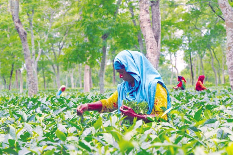 Tea estate workers receive wages digitally through bKash