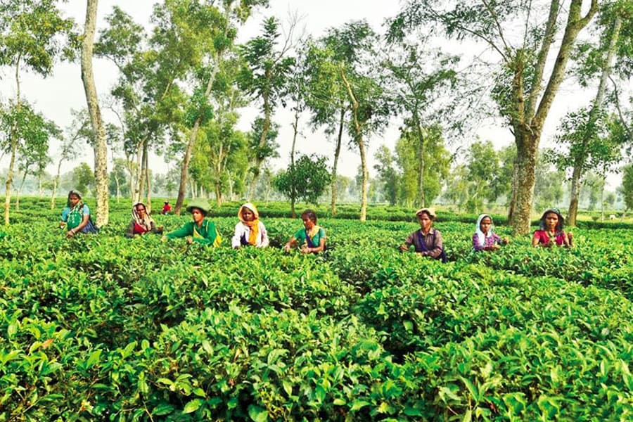 Tea sector needs a fresh look