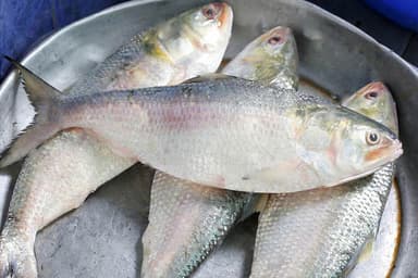 Can hilsa be saved?