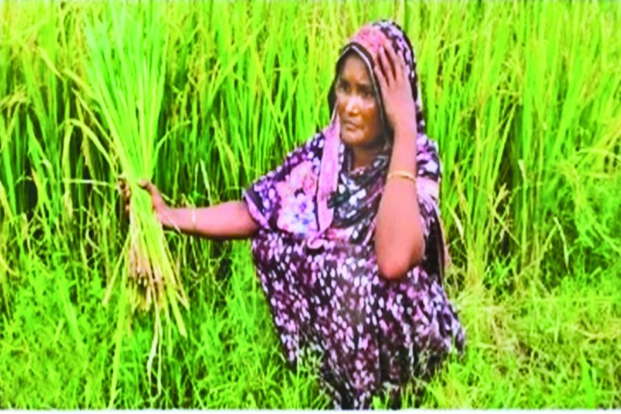 Farmers disheartened by chaffy paddy grains