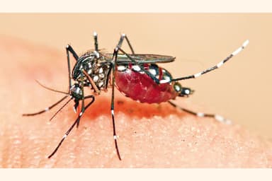 Child dies of dengue in Gazipur