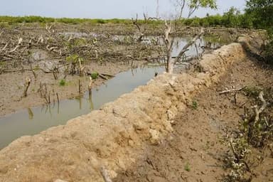 Sonadia Island's eco-system under threat amid administrative deadlock