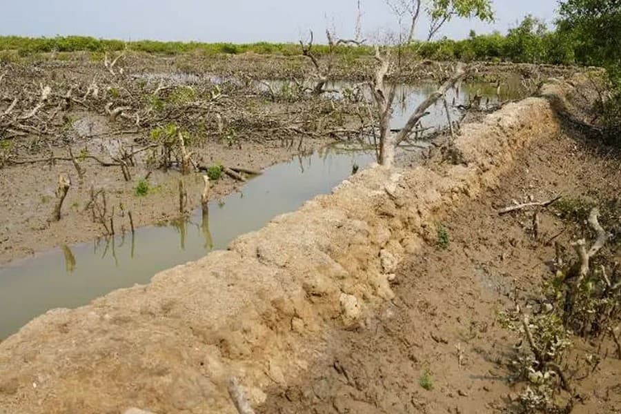 Sonadia Island's eco-system under threat amid administrative deadlock