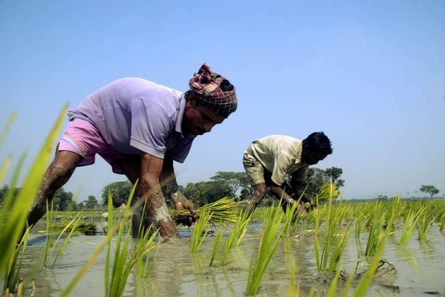 Govt to import 75,000 tonnes of MOP fertiliser from Russia, Canada