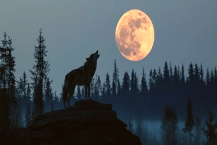 Why do wolves howl at the full moon?