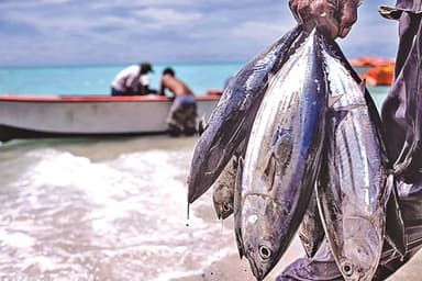 Marine fisheries: An untapped economic frontier