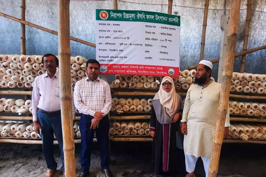 Mushroom farming transforms fortunes of Jhenaidah youth